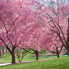 several trees with pink flowers in the park