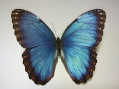 a blue butterfly with brown spots on it's wings is sitting on a white surface