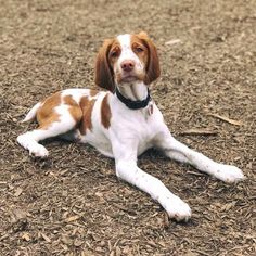 a brown and white dog laying on the ground