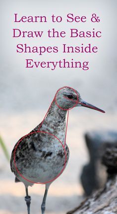 a bird with the words learn to see and draw the basic shapes inside everything