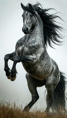 Horses Photography, Wild Horses Photography, Unicorn Artwork, Horse Running, Beautiful Horse Pictures, Fantasy Horses, Black Horses, Beautiful Horse, Pretty Horses