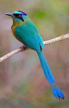 a blue and green bird is sitting on a branch