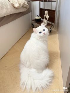 a white cat sitting on top of a wooden floor