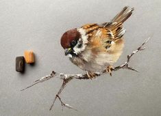 a small bird sitting on top of a tree branch next to a piece of wood