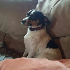 a brown and white dog sitting on top of a couch