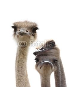 two ostriches standing next to each other with their heads turned towards the camera