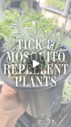 a person holding up a potted plant with the words tick and mosquito repellent plants