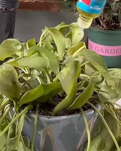 a potted plant sitting on top of a table next to other pots filled with plants