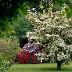 a tree in the middle of a field with flowers around it and trees behind it