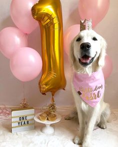 a white dog wearing a pink birthday bib next to balloons and cupcakes