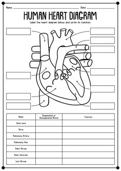 the human heart diagram is shown in this worksheet for students to learn how to draw