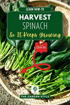 a basket filled with lots of green spinach next to a sign that reads learn how to harvest spinach so it keeps growing