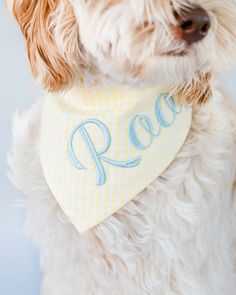 a white dog wearing a yellow and blue bandana with the word boo on it