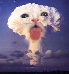 a white cat sticking its tongue out in the sky