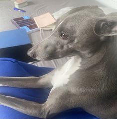 a gray and white dog laying on top of a blue blanket next to a bed