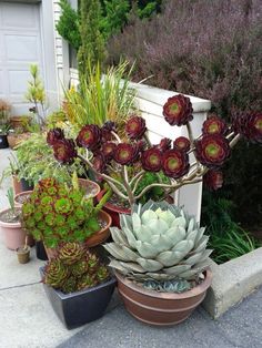 many different types of plants in pots on the sidewalk