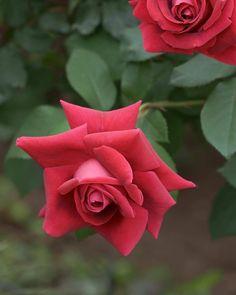 two red roses with green leaves in the background