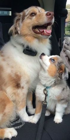 two puppies sitting in the back seat of a car, one is looking up