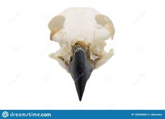 an animal skull with a black beak