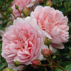 pink flowers blooming in the middle of green leaves