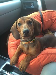 a brown dog laying on top of an orange pillow in the back seat of a car