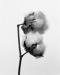 Modern Fine Art, Charcoal Art, Floral Photography, Lip Art, Art Subject, Photography Beautiful, Black White Photos, White Photos, Black White Photography