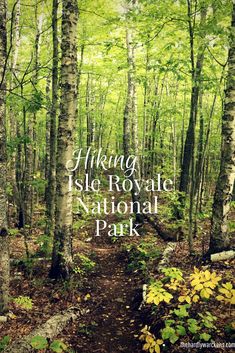 the hiking isle royal national park is surrounded by trees