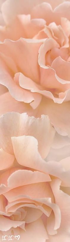 close up view of pink flowers with white petals