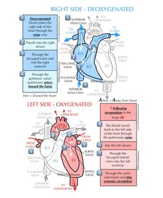 an image of the human heart with labels on it and instructions to use them for medical purposes