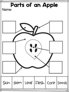 an apple worksheet with the parts of an apple in it's center