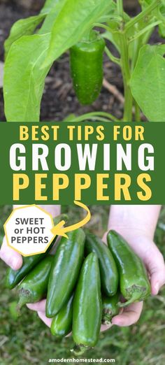 someone holding green peppers in their hands with the words best tips for growing peppers above them