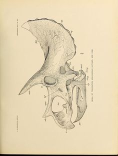 an old medical illustration shows the anatomy of the head and neck