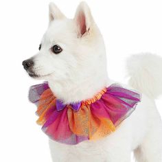 a small white dog wearing a purple, orange and pink tutu skirt with sequins on it's collar