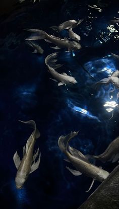 a group of fish swimming in a pond with blue water and sunlight shining on them