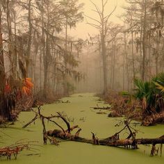 the swamp is covered in green algae and trees