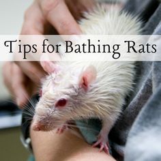 a person holding a white rat in their hand with the words tips for bathing rats on it