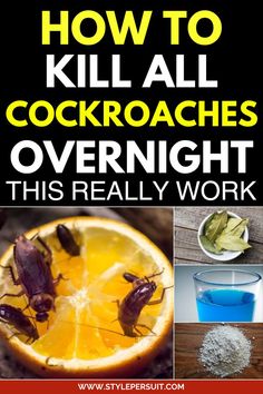 how to kill cockroaches over night this really work is easy and fun