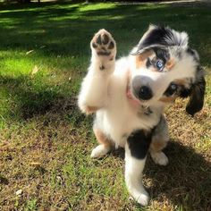 a small dog standing on its hind legs with it's paws in the air