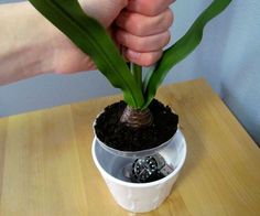 a person holding a potted plant with dirt in it on top of a wooden table