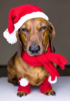 a dachshund dog wearing a santa hat and scarf