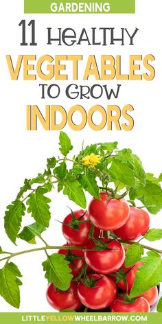 tomatoes growing on the vine with text overlay reading 11 healthy vegetables to grow indoors