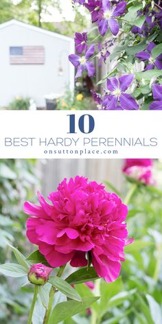 purple flowers with text overlay that says 10 best hard perennials