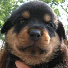 a close up of a person holding a dog