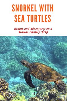 a turtle swimming in the ocean with text that reads snorkel with sea turtles beauty and adventures on a kauai family trip