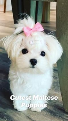 a small white dog with a pink bow on it's head sitting next to a table