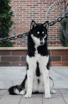 a black and white dog sitting on the ground next to a brick wall with chains hanging from it's sides