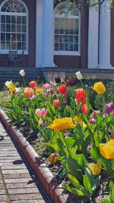 many different colored tulips in front of a brick building with white pillars and windows