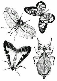 four different types of bugs and moths on a white background, vintage engraved illustration stock photo