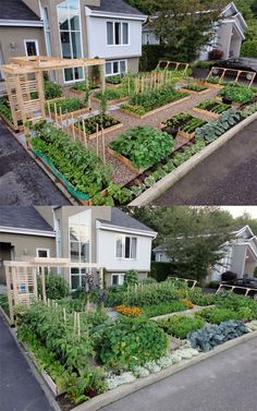 an image of a vegetable garden in the middle of two pictures