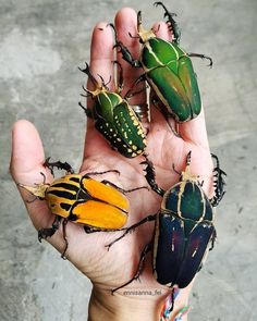 four different colored bugs are sitting on someone's hand in front of the camera